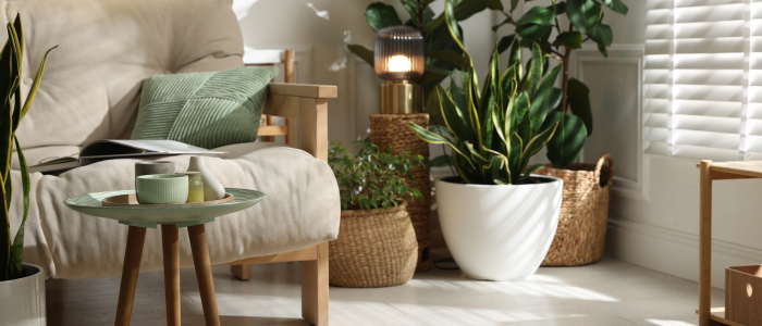 интериор озеленяване